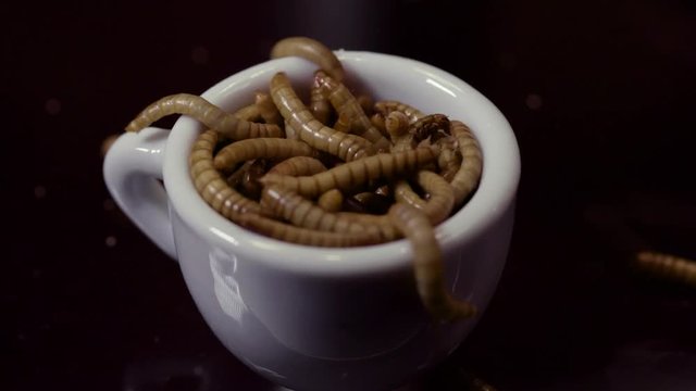 Close up shot of live mealworms in a tea cup