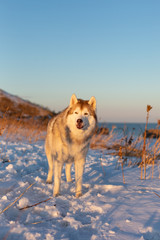 Beautiful, wise and free siberian Husky dog standing on the hill in the withered grass at sunset.