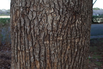 クスノキの樹皮