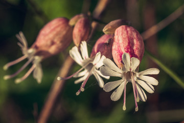 Summer field flowers