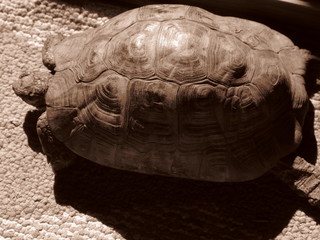 Domestic turtle in sepia tones