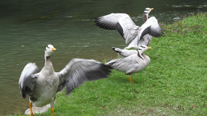 Wildlife birds spreading their wings near a river