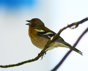 finch