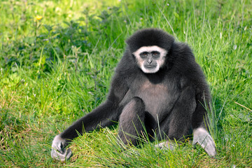 Closeup of white-handed gibbon or white-handed gibbon (Hylobates lar), sitting on grass seen from front