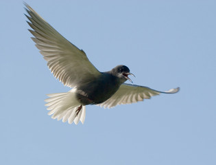 flight of the tern