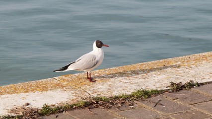 Gabbiano Corallino