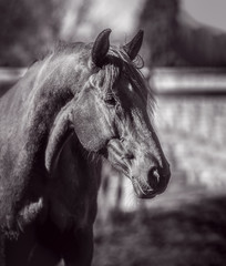 Black and white portrait of a beautiful black horse