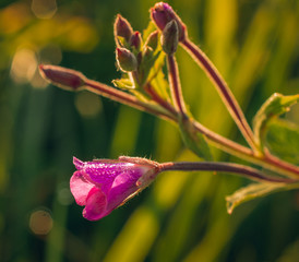 Summer field flowers