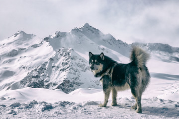 The husky breed dog in the snow. Landscape of snow-capped mountain peaks