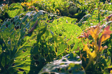 Cabbage leaves eaten by slugs, parasite spoils the harvest