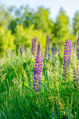 Flower field at sunset. Spring purple and pink lupine flowers in green grass.