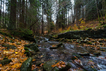 A small river in the autumn forest on the slopes of the Krkonose Mountains (Giant Mountains). Czech Republic.