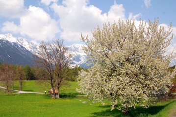 blooming cherry tree in spring time in the alps