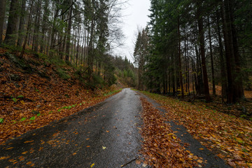 Road in the autumn forest on the slopes of the Krkonose Mountains (Giant Mountains). Czech Republic.