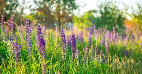 Flower field at sunset. Spring purple and pink lupine flowers in green grass.