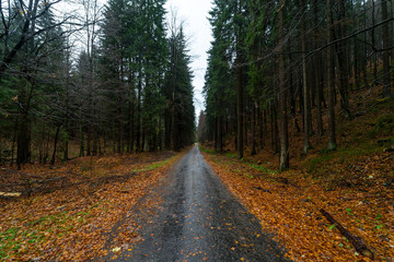 Fototapeta na wymiar Road in the autumn forest on the slopes of the Krkonose Mountains (Giant Mountains). Czech Republic.