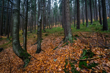 Autumn forest on the slopes of the Krkonose Mountains (Giant Mountains). Czech Republic.