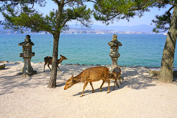 Day view of wild deer on the street on the island of Itsukushima (Miyajima), Japan