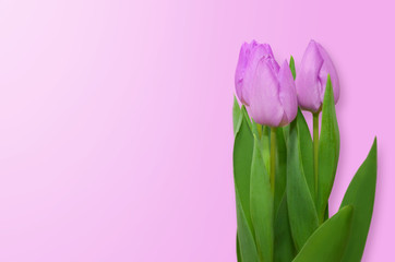 Pink tulips on a pink background.