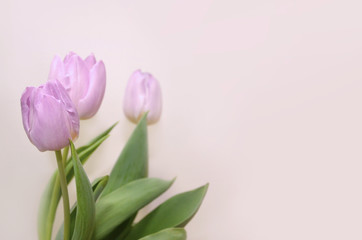 Lilac tulips on a beige background.