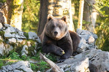 Ein freigestellter Braunbär liegt zwischen grauen Karstfelsen in der Vorderansicht