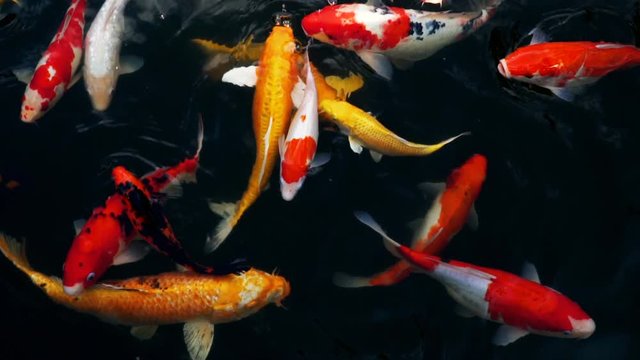 Beautiful colorful pet of koi carps fish or Mirror carp fishes swimming in the water, Fancy fish in the pond, slow motion shots