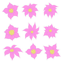 Beautiful flowers pack vector design illustration isolated on white background