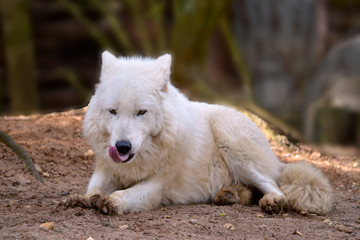 Naklejka na ściany i meble Arctic Wolf (Canis lupus arctos) lying on ground and putt out the tongue