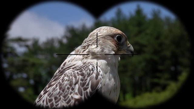 Laggar Falcon Bird (Falco jugger) Seen through Binoculars. Seen through Binoculars. Bird Watching at Wildlife Safari