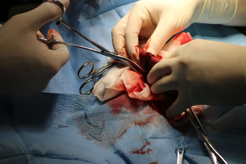 Surgical intervention by ileus by Great Dane dog – intestinal resection