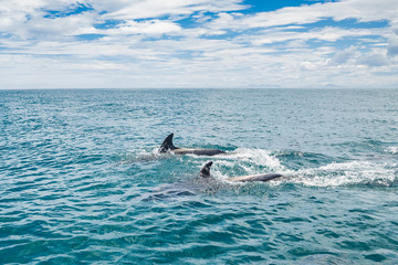 dolphins navigating the coast of 
