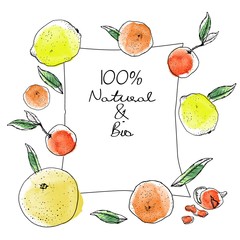 Ink and watercolor sketch citrus fruits rectangular banner on white background. Grapefruits, orange oranges, yellow lemons, tangerines, mandarins, peel, green leaves.