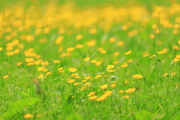 Spring natural scene with beautiful Landscape. Meadow with wild yellow flowers and blurred backgrund.