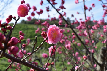 Fototapeta na wymiar 梅の花(Japanese apricot)2