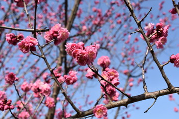 梅の花(Japanese apricot)