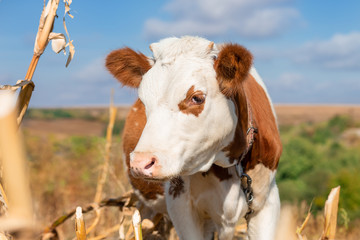 Young calf, selective focus, on a pasture farm.