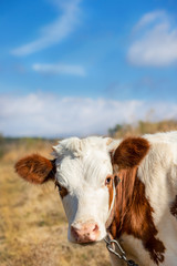 Young calf, selective focus, on a pasture farm.