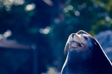 動物園の可愛いアザラシ © zheng qiang