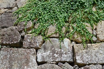 石垣