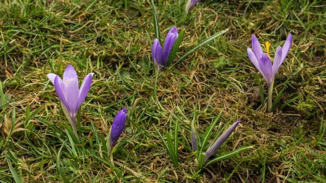 Winter snowing in green meadow with crocus flower Time lapse