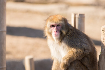 動物園のかわいいニホンザル