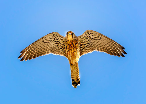 Lesser Kestrel in fly