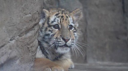 Cute tiger baby lying on ground, frightened expression, looking around slightly, beautiful and dangerous animal, slow motion.