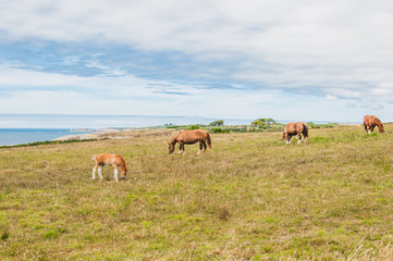 Obraz na płótnie Canvas Horse grazing grass at Pointe Saint-Mathieu in Plougonvelin in Finistere