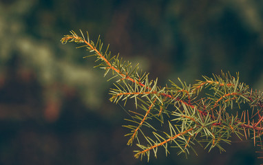 Pine and fir branch