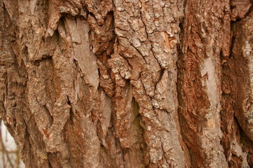 Rinde Bark 