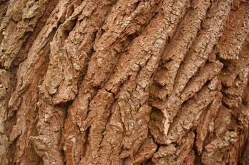 Bark Rinde