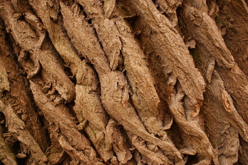 Rinde Baum Bark 