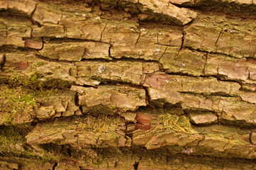 Baum Rinde Bark 