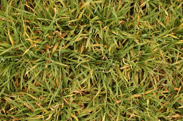 Gras Frühling green 